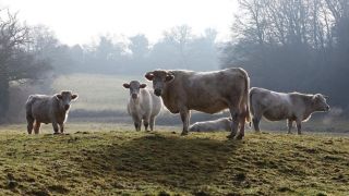 Como proteger a saúde e o bem estar dos bovinos no frio