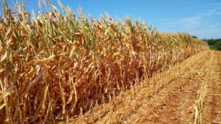 Agricultores que ficaram sem auxílio emergencial sofrem com a seca no RS