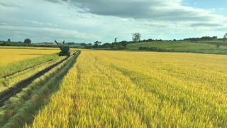 Colheita de arroz tem redução, e desemprego no campo aumenta no Sul do RS