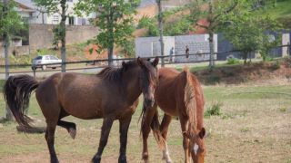Cavalos que estavam sofrendo maus tratos foram resgatados em Camaquã