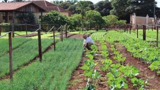 Plano Safra beneficia produtores familiares prejudicados pela Covid-19