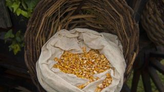 Prefeitura prorroga prazo para pagamento das sementes de milho do sistema troca-troca 