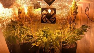Polícia Federal apreende 24 pés de maconha em cobertura de apartamento em Santa Maria