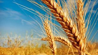 Departamento dos EUA cita análise do Deral ao projetar o trigo no Brasil