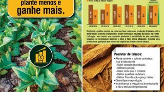 Entidades orientam fumicultores a diminuírem área plantada