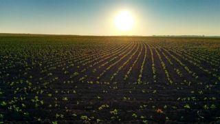 Programa Soja Plus é referência mundial em gestão de propriedade rural