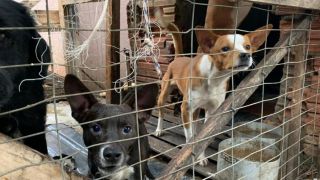 Cães em situação de maus-tratos são resgatados pela Polícia Civil em Canoas