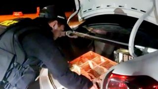 PRF flagra transporte ilegal de 150 pássaros silvestres na BR 290, em Eldorado do Sul
