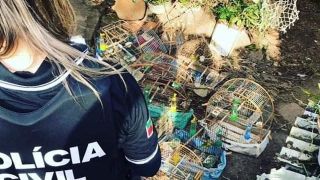 Polícia Civil resgata pássaros da fauna nativa mantidos em cativeiro ilegal em Porto Alegre