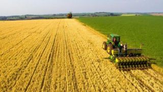 RS planeja milho de verão com aumento de área