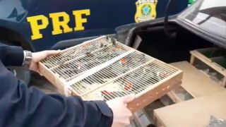 PRF apreende mais de 700 animais nas rodovias próximas de Porto Alegre