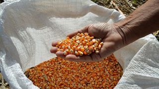 Veja como potencializar o desempenho das sementes de milho