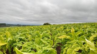Tabaco brasileiro aguarda parecer da China para ser embarcado