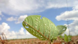 UPL lança campanha para intensificar combate a pragas agrícolas