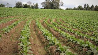 Cultivo mínimo avança no tabaco