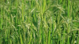 Sistema permite produzir mais arroz com menos