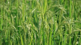 Sistema permite produzir mais arroz com menos