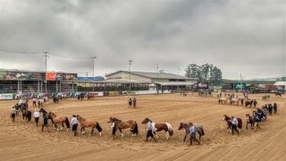 RS: prévia Morfológica pré-seleciona novo grupo de exemplares da raça Crioula em Esteio