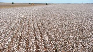 Brasil bate recorde mundial de hectares plantados em 24h