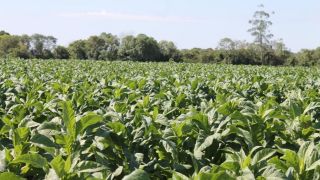 Oito mil toneladas de tabaco podem 'sobrar' na safra