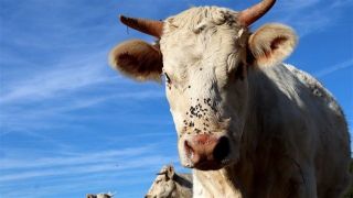 Controle biológico de carrapato ganha espaço