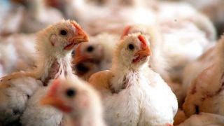 China detecta o novo coronavírus em frango importado do Brasil