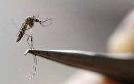 Análise aponta perfil dos óbitos por dengue no Rio Grande do Sul em 2024