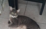 🚨⚠️Gatinho Thanos Desaparece e Família Pede Ajuda para Encontrá-lo🚨⚠️